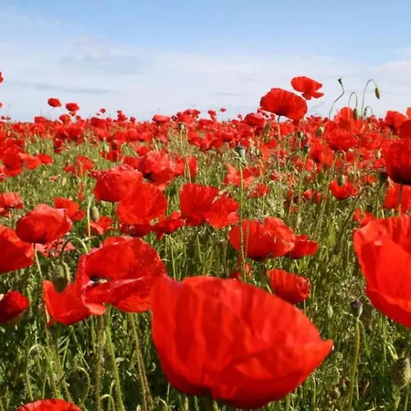 Appartamento Geraeumige Mit Garten In Brusow *