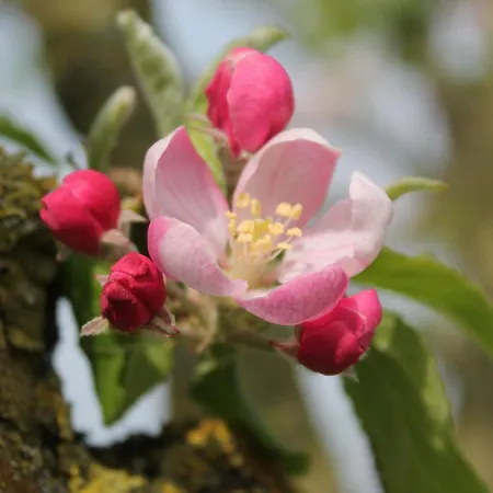 Lägenhet Geraeumige Mit Garten In Brusow *