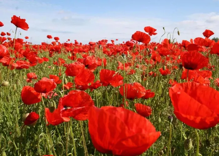 公寓 Geraeumige Mit Garten In Brusow *