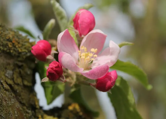 公寓 Geraeumige Mit Garten In Brusow *